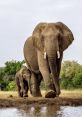 Baby Elephants Dad