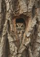Owl (Trunk Tales)