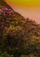 Vibrant rhododendron bushes in full bloom against a stunning sunset backdrop, showcasing nature's beauty and tranquility.