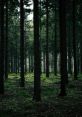 The Black Forest Nestled beyond Mountain Haven, this enigmatic forest creates an atmosphere that feels both ancient and