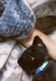 Kitten Cuddles: Description Cuddling with a soft, purring kitten creates a serene atmosphere, especially as the gentle of