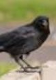 Geofer (The Irritated Crows)