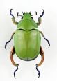 Beetle Beetle and effects to download and play.