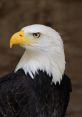 Eagle Eagle and effects to download and play.