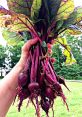 Beets Beets and effects to download and play.