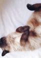 Siamese cat peacefully napping on a soft white blanket, showcasing its elegant fur and relaxed posture. Perfect catnap moment.