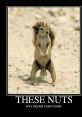 These Nuts have the power to evoke memories, emotions, and sometimes even laughter. In the case of the phrases "These Nuts"