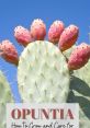 Cacta The air was filled with an energetic buzz as the crowd waited in anticipation, the excitement palpable. Suddenly, the