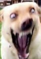 Excited dog with wide eyes and a playful expression, capturing a moment of joy and energy in the outdoors.