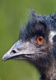 Ostrich and Emu Sounds
