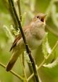 Nightingale Bird Sounds