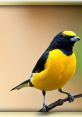 Natural voice of a bird Ringtones Soundboard