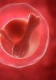 3D rendering of a human egg cell surrounded by red blood cells, illustrating reproductive biology concepts for Week 4.