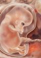 Fetal development at week 7, showcasing early features and growth in the womb, highlighting critical stages of pregnancy.