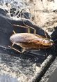 Brown cockroach on a dirty surface, highlighting pest issues and the need for effective pest control solutions.