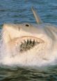 Jaws: The Revenge Shark Sounds