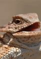 Close-up of a bearded dragon, showcasing its textured skin and playful expression, ideal for reptile enthusiasts and education.