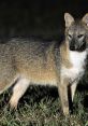 A South American fox standing on grass, showcasing its sleek fur and alert posture in a natural setting.