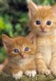 Two adorable orange kittens with big blue eyes relaxing together, exuding cuteness and curiosity in a lush green setting.