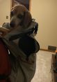 Gator A safe place for all dogs