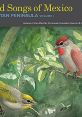Bird Songs of the Yucatan Peninsula, Mexico