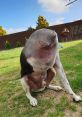 Three-legged dog sitting in grass, showcasing resilience and playful spirit in a sunny outdoor setting.