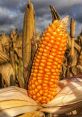 Bright yellow corn on the cob amidst golden husks, showcasing the joy of fresh corn in a sunny field. Perfect for "It's Corn!" lovers!