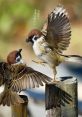 Random 鳥 The of "鳥叫聲" fills the air with its melodic chirping, a chorus of nature echoing through the trees. Each bird