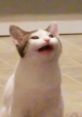 Random 貓 The of a cat's gentle purr can be soothing and calming, a sign of contentment and relaxation. It is a familiar t