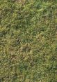 Grass These grass fields are alive with the of nature, the wind whistling through the blades of yellow grass, creating a