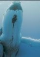 Whale These whale are hauntingly beautiful, invoking a sense of mystery and grace. The deep, rumbling tones seem to echo