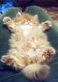 Fuzzy The first that catches my attention is "Fuzzy Jumpscare." With the hashtag horror and jumpscare added to it, this