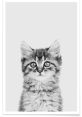Kitten These are a symphony of feline vocalizations, capturing the playful, curious, and sometimes mischievous nature of