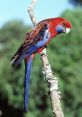 Rosella The of the neighborhood are ever-present in the recordings of Rosella S. One can hear the gentle chirping of