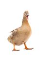 Quacking The quacking of a duck is a familiar to many, evoking memories of peaceful days spent by the water's edge. The
