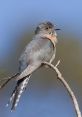 Cuckoo You can find a variety of related to the subject of cuckoos available for download and play. From the classic Cuckoo