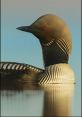 Loon The of a scary night in the forest are captured in these recordings. The echoing call of a loon pierces through the