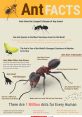 Ants The of ants scurrying about in the dirt can be both fascinating and slightly eerie. The small creatures make a