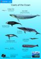 Whales The ocean is filled with an orchestra of that speak to the incredible diversity of life that inhabits its depths.