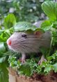 Rats The eerie of miceueaking filled the dimly lit room, echoing off the walls. The high-pitched cries of the rodents