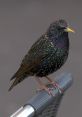Starling The of a Common Starling can be quite fascinating to listen to. These birds are known for their repertoire of