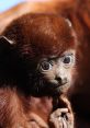 Howler In the dense jungles of Costa Rica, the piercing cries of Howler Monkeys echo through the trees, their massive voices