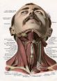 Neck The first that comes to mind when thinking about the neck is the unmistakable “Cccrack” of a vertebrae shifting or