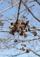 Gall The of Gall S are like a symphony of subtle nuances and powerful emotions. From the haunting call of the Pota Blava