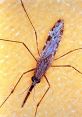 Mosquito (Insect) Type your text and hear it in the voice of Mosquito (Insect).