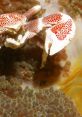 Colorful crab blends into coral, showcasing marine biodiversity in its natural habitat. Ideal for ocean life enthusiasts.