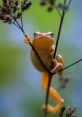 Spring peeper Library The of the Spring peepers' library are a symphony of nature, a cacophony of croaks and chirps that