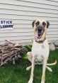 Canine Library The Canine's Library is a treasure trove of featuring a wide range of vocalizations and noises made by our