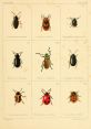 Beetle Library The 1956 Volkswagen Beetle Oval being accelerated roared to life with a distinctive rumble that echoed