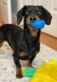 Crusoe the Dachshund Type your text and hear it in the voice of Crusoe the Dachshund.
